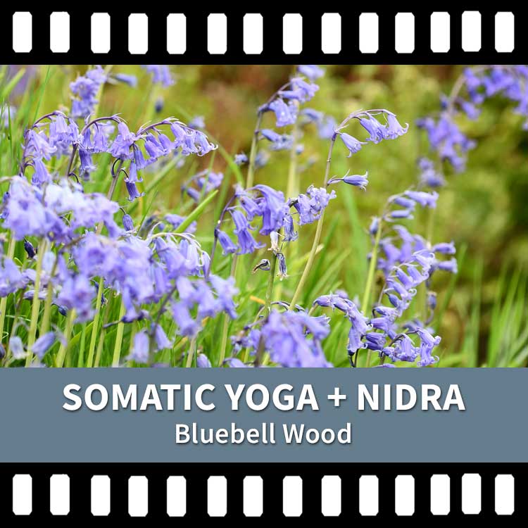 Somatic Yoga, Yoga Nidra, Bluebell Wood, Yoga Nidra, Video Yoga Nidra Recording, Scaravelli Inspired Yoga, Calm, Stress, Anxiety, Release Tension