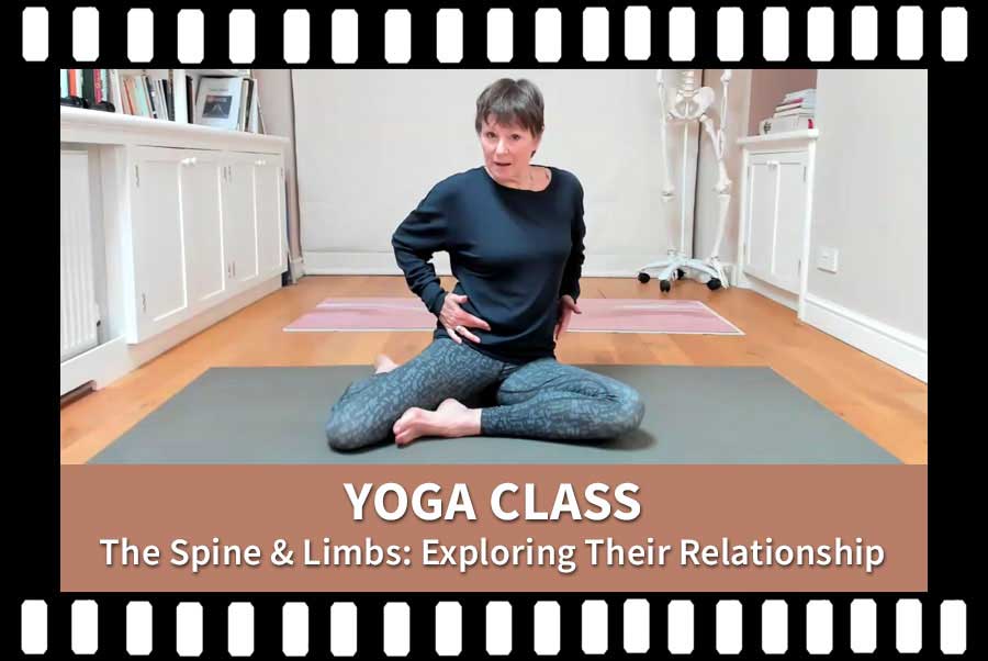 The Spine and Limbs, Yoga Movement, Yoga Anatomy, Scaravelli Inspired Yoga Video