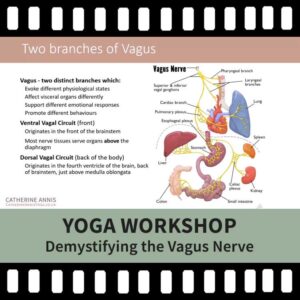 The Vagus Nerve, Yoga Workshop, Yoga Video, Yoga Recording, Scaravelli Inspired Yoga